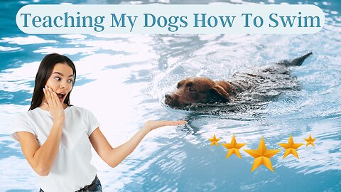 Teaching My Dogs How To Swim