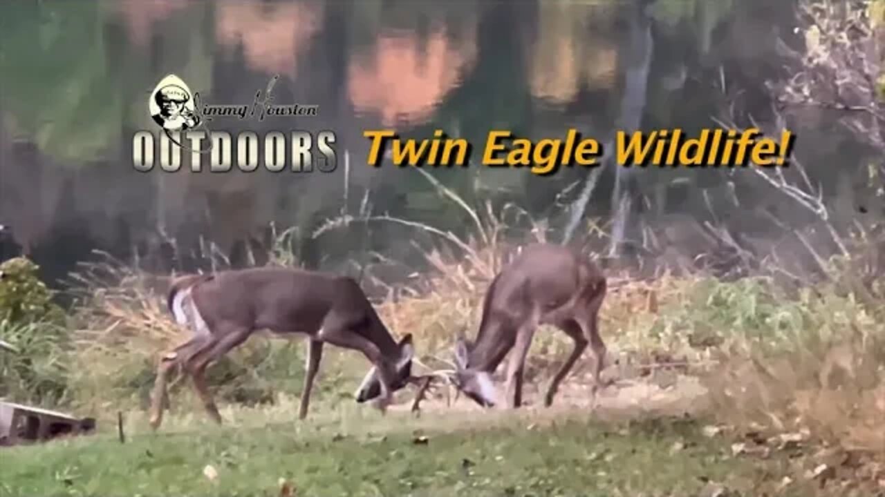 Big Deer are Running! WildLife at the Eagle! November 3rd