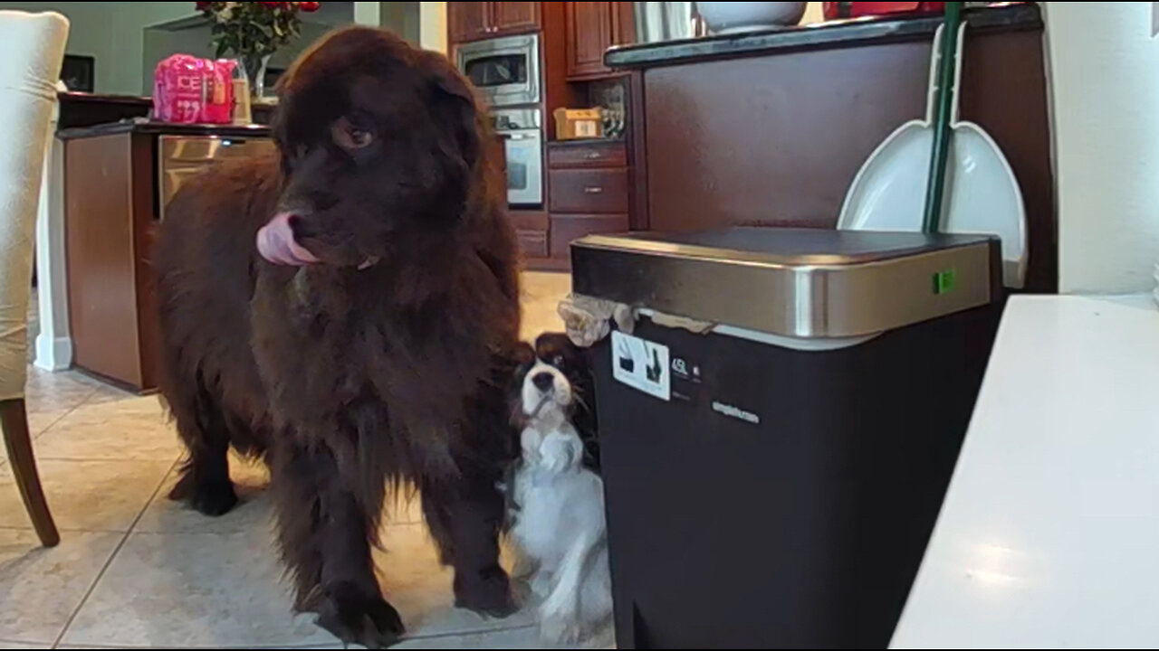 Sneaky huge Newfie gets caught opening trash lid