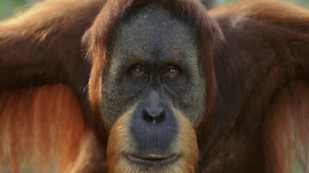 Rey Loui de Orangutan a Gigantopithecus