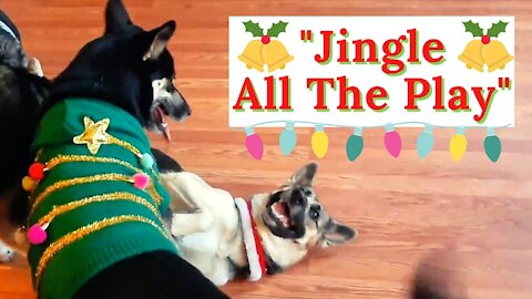 Jingle All The Play | Gerberian Shepsky Sisters From Same Litter