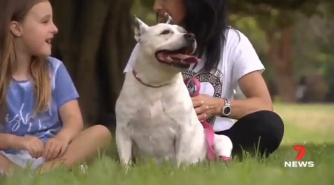 They Want To Start Vaccinating PETS Too!