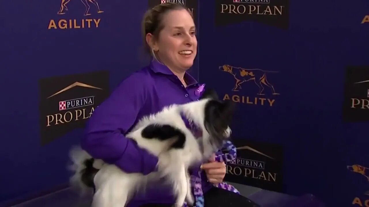 Best of the Agility competition from the 2020 Westminster Kennel Club Dog show