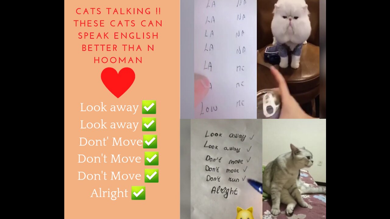 Rumble / cuteCat's talking !! these cats can speak english better than hooman