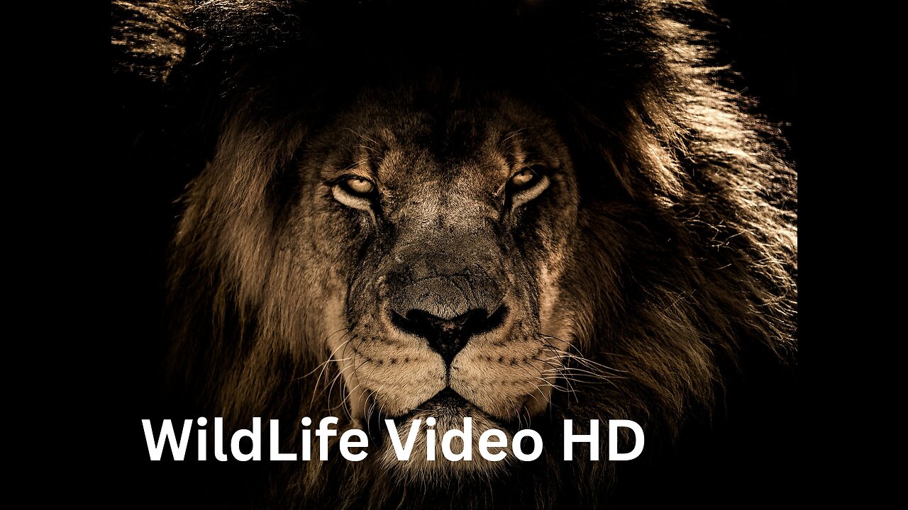 WildLife Video HD #wildlife #animals #viral #foryou