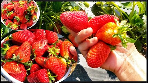 Picking strawberry at the farm. So fun.