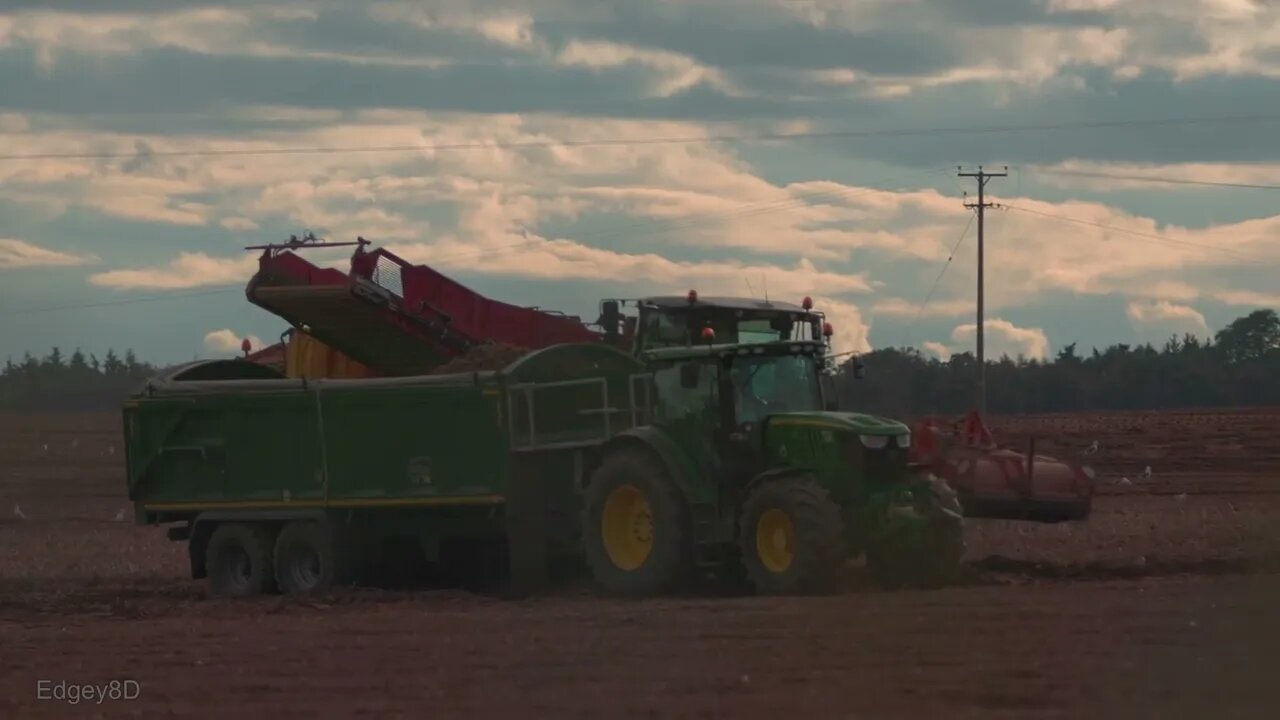 Grimme Varitron Harvesting Potatoes.