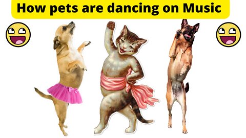 How pet are dancing on music beat - animals funny video cat and dog