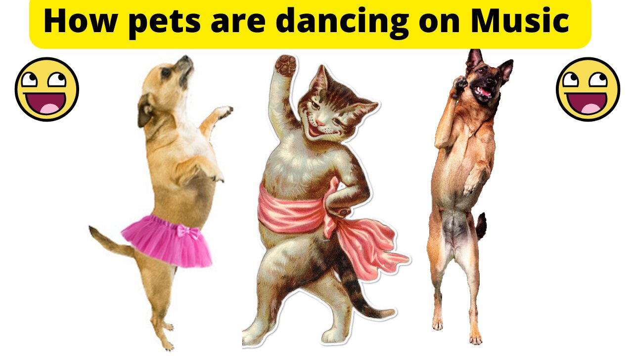 How pet are dancing on music beat - animals funny video cat and dog