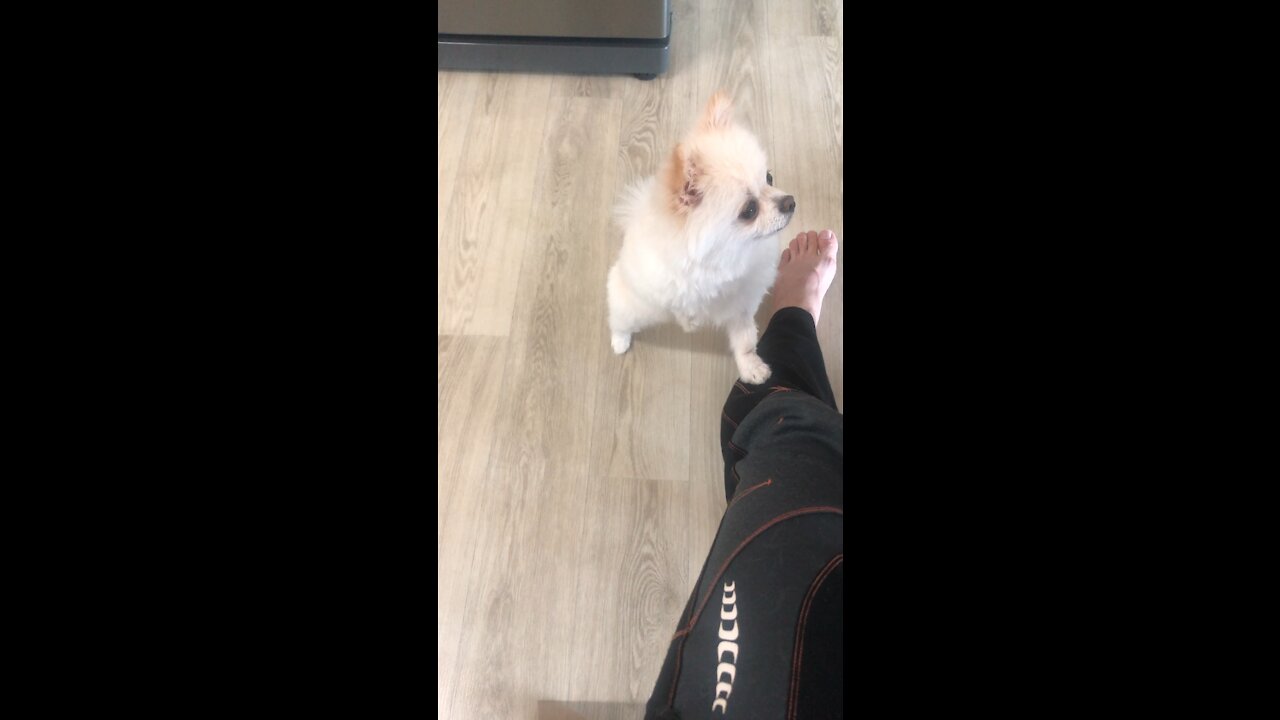 Cute puppy wants something