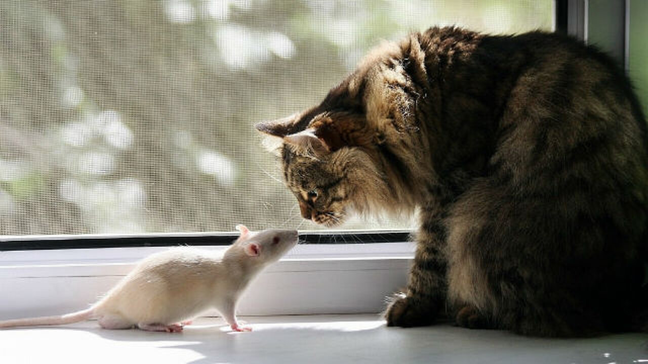 Cat Vs Rat