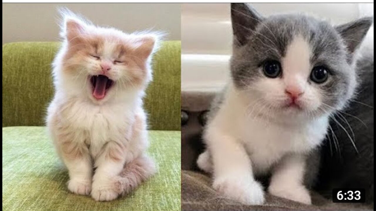 Baby Cats - Cute and Funny Baby Cat Videos Compilation