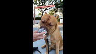 MASSIVE Pit Bull loves his “pup cup” ice cream 🦁🍦