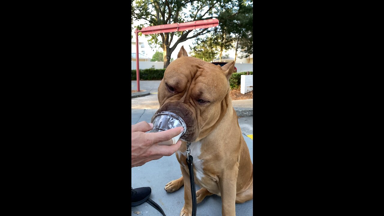 MASSIVE Pit Bull loves his “pup cup” ice cream 🦁🍦