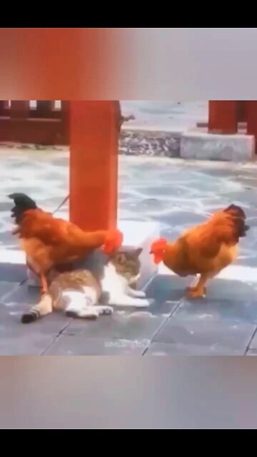 Cat and hen 2022 Fantastic funny fighting😄😄 #rumbleshorts videos