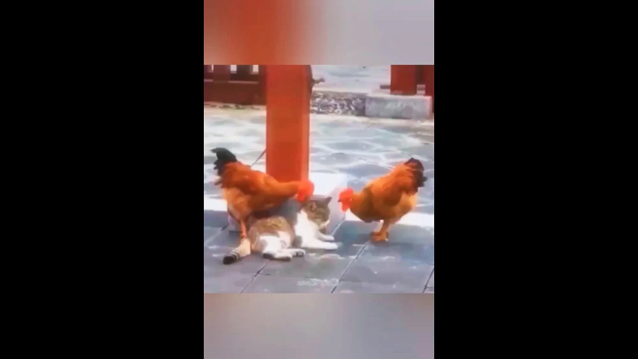 Cat and hen 2022 Fantastic funny fighting😄😄 #rumbleshorts videos