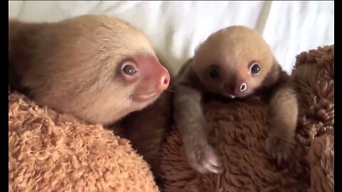 Most Funny and Cute Baby Sloths Funniest