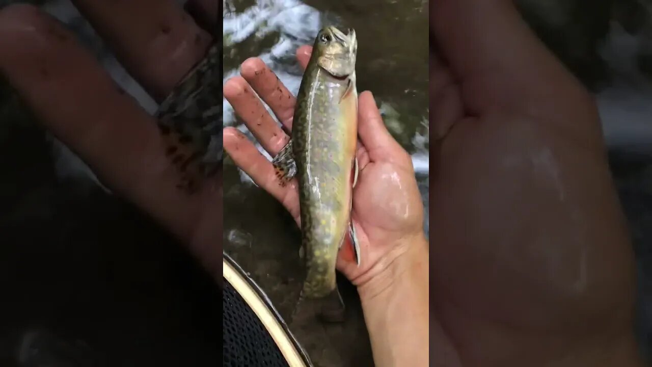 How to Catch Trout