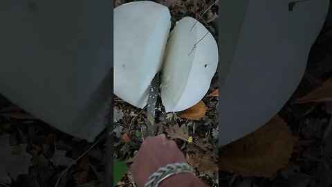 Giant puffball mushrooms in my yard