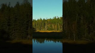 Flying Drone Through Trees