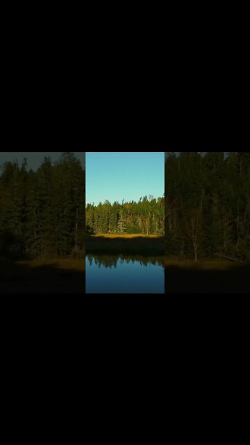 Flying Drone Through Trees