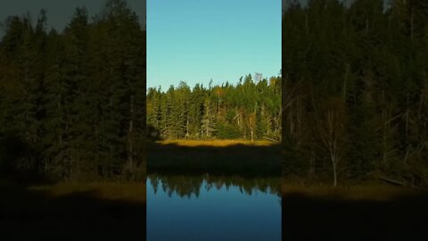 Flying Drone Through Trees
