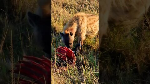 Hyena Chewing A Gnu #shorts | #ShortsAfrica