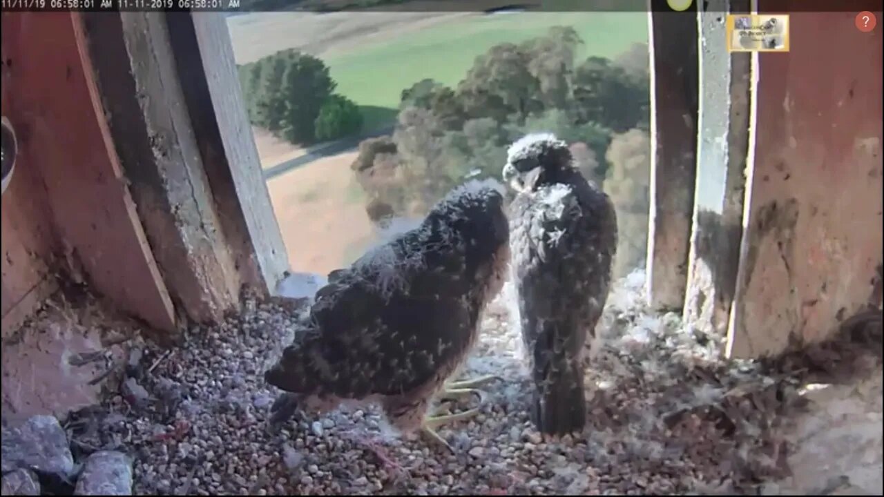 Xavier delivers breakfast, Pluto complains, Pluto steals 11-11-19