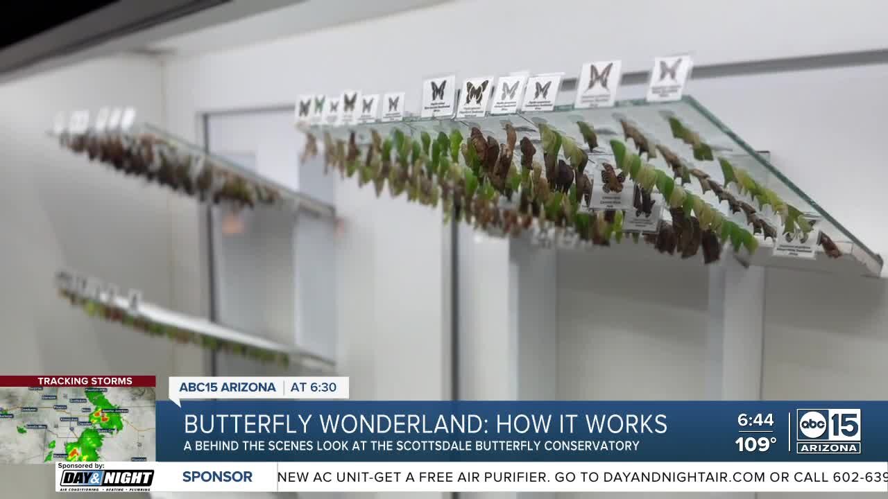 Butterfly Wonderland receives thousands of butterflies in the mail every month