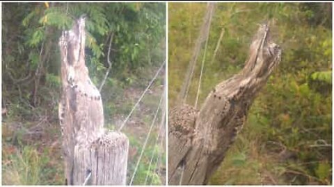 Tämä lintu on mestari naamioitumaan!