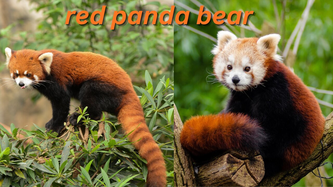 red panda bear