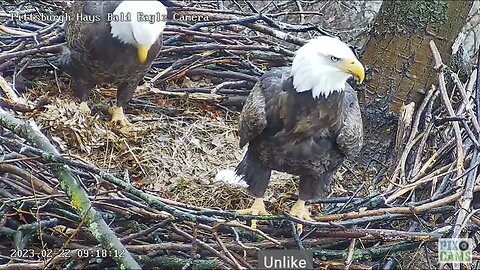 Hays Eagles Mom Jumps on the Rails and flies off Now we can see the Eggs! 2023 02 22 916AM