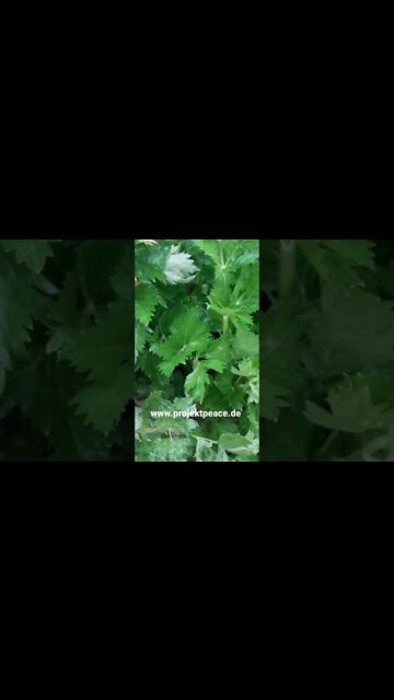 Richtig Ernten und Geld sparen!