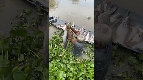Amazing Fishing Skills