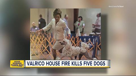 Five dogs die in house fire next to pet resort in Valrico; three were champion show dogs