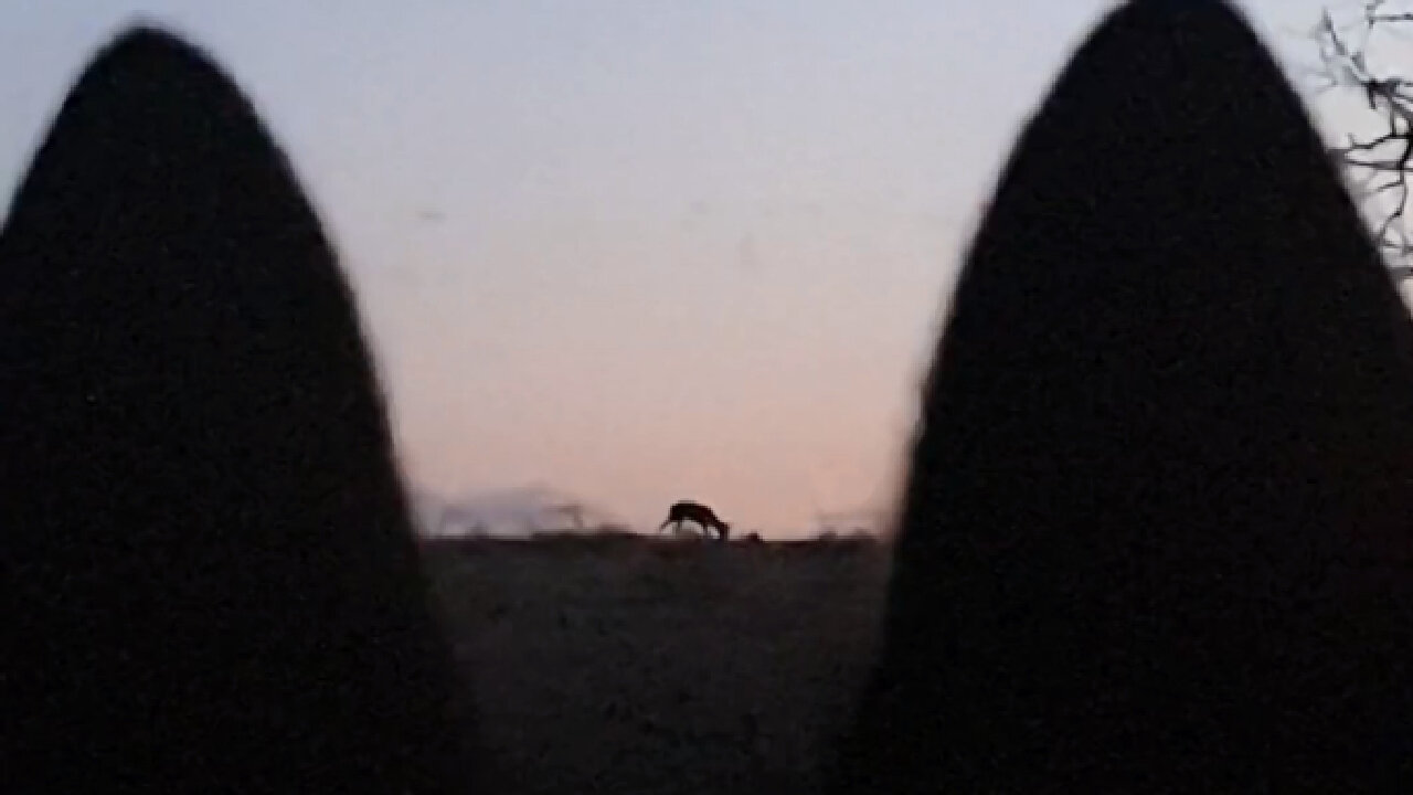 wolfdog watching deer