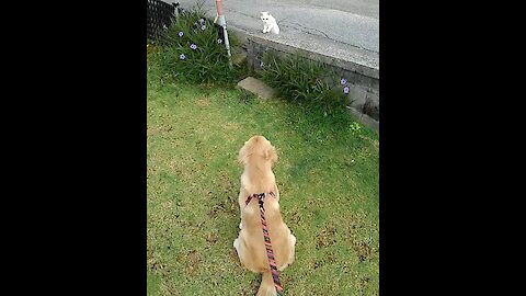 Golden Retriever Meets Kitty Saying Hello