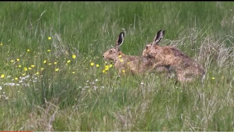 Hare chase and Mating