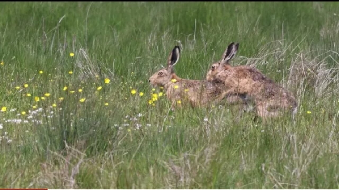 Hare chase and Mating