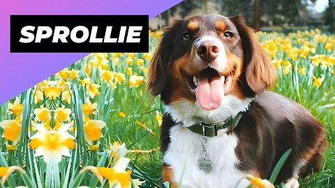 Sprollie 🐶 One Of The Most Beautiful Crossbreed Dogs #shorts