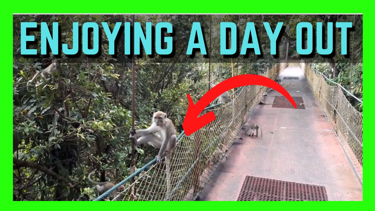 Monkeys Chilling Out On A Hanging Bridge | Funny Animals