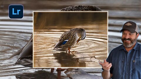 Lightroom Wildlife Tutorial - Golden Hour Look