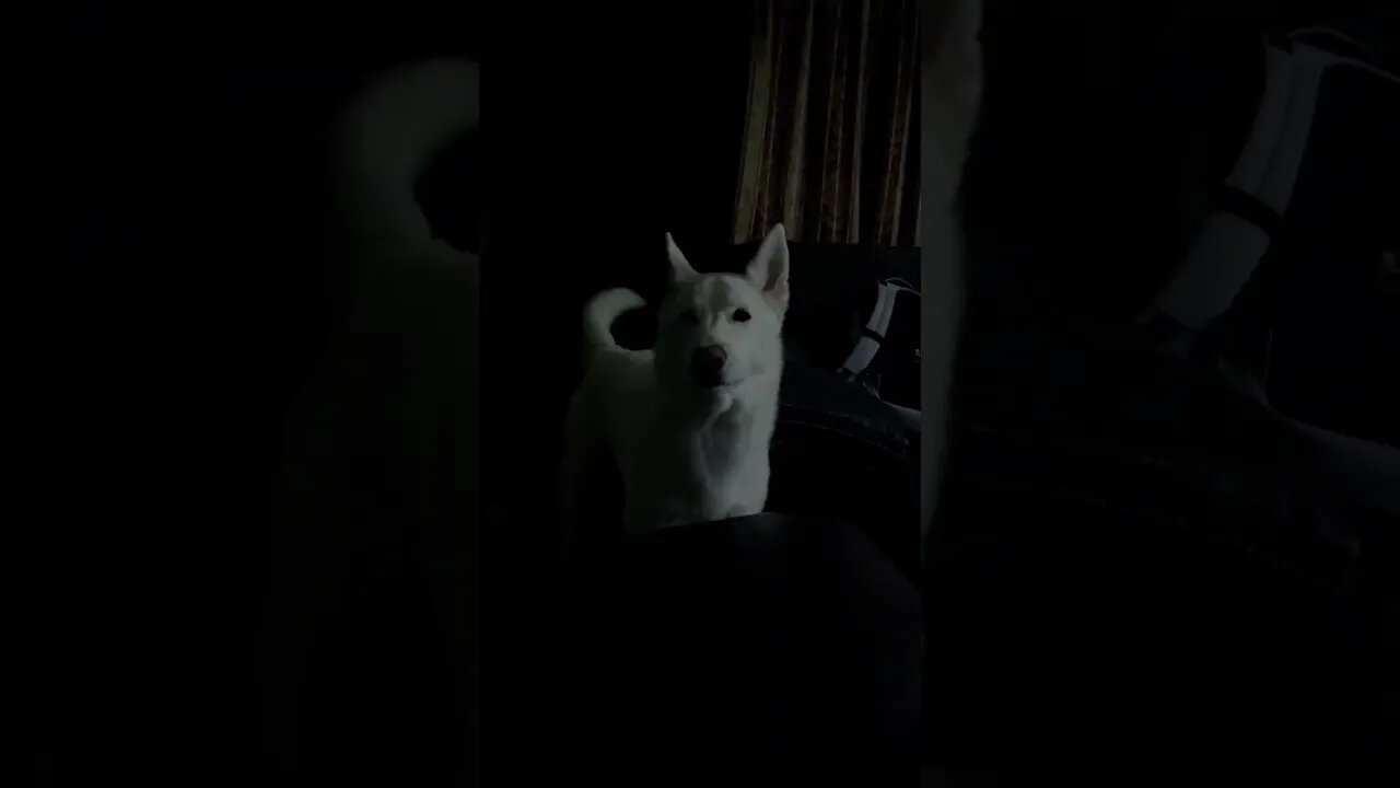 Izzy says howling’s for puppies only