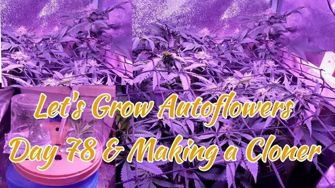 Let's Grow Autoflowers Day 78 plus DIY Bubble Cloner