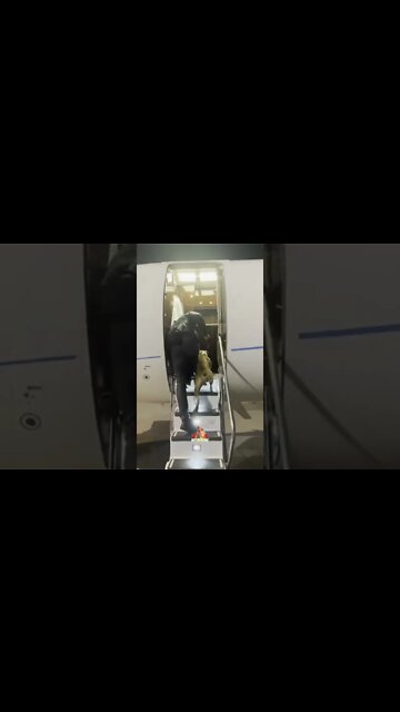 Andrew Tate Taking His Dog To Private Jet 😲 #shorts