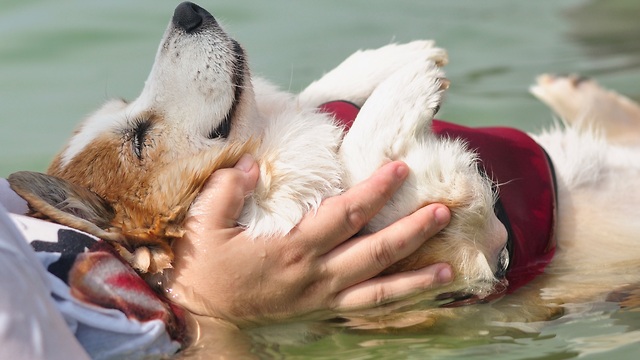 Water-loving corgi floats in the sea