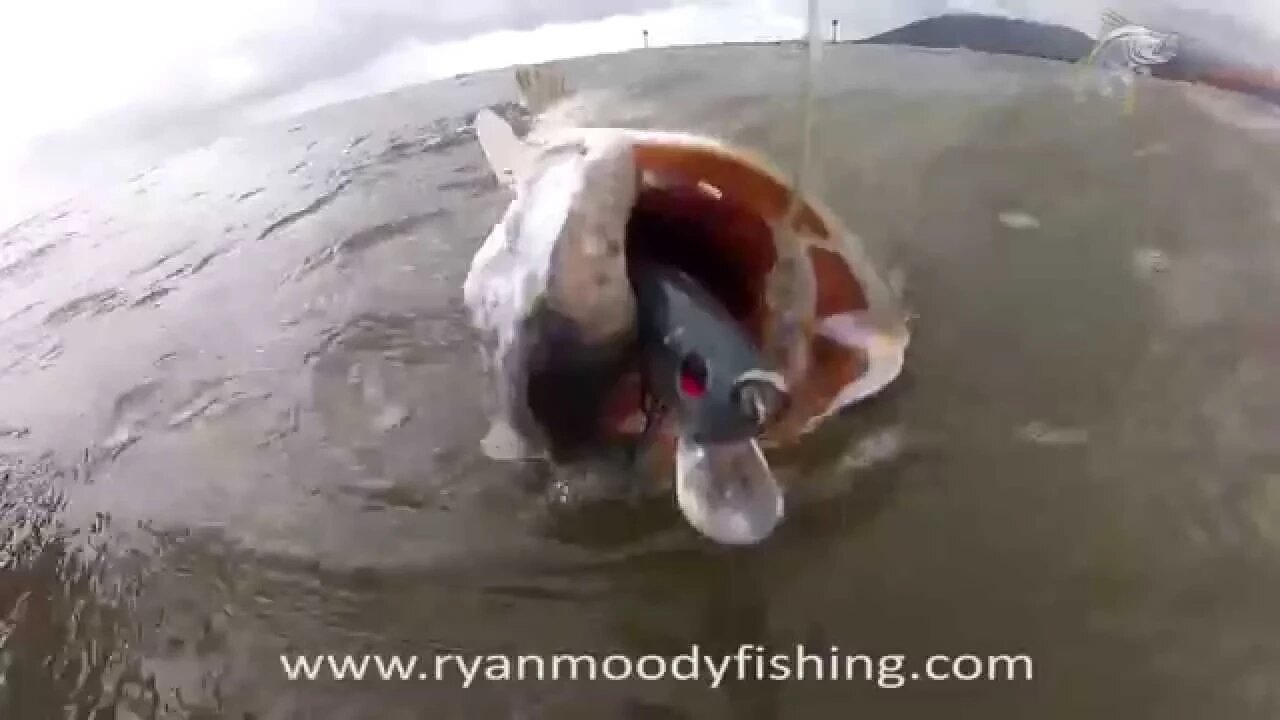 Barramundi Fishing at it's finest.