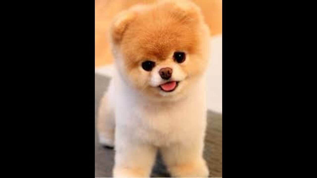 You can't stop laughing after meeting this adorable πΆπ