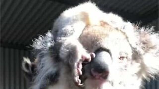 Baby koala naps on mom's head