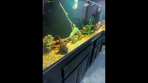 Aquarium 2023 06 22 11 14 40